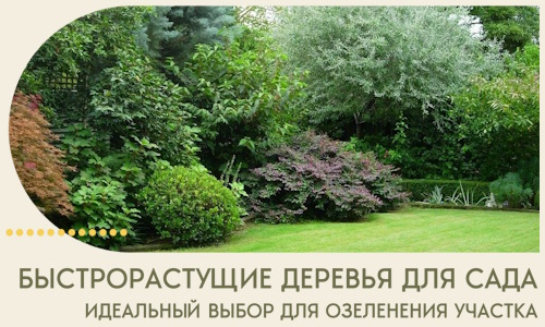 Быстрорастущие деревья для сада идеальный выбор в Шатуре
