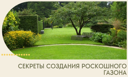 Секреты создания роскошного газона в Шатуре